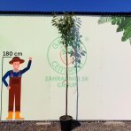 Vavrínovec lekársky (Prunus laurocerasus) ´NOVITA´ - výška 270-290 cm, obvod kmeňa 6/8 cm, kont. C20L/ C30L  (-21°C) NA KMIENKU